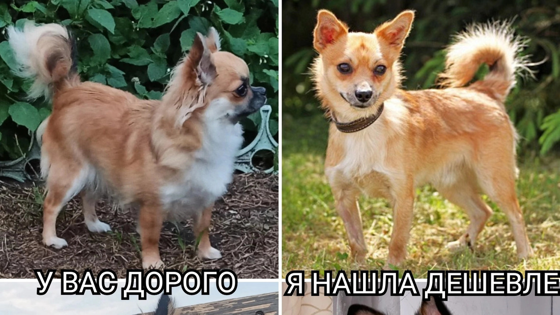 Щенок без документов - это сюрприз!